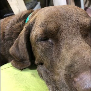 Meet your Posher, Dan